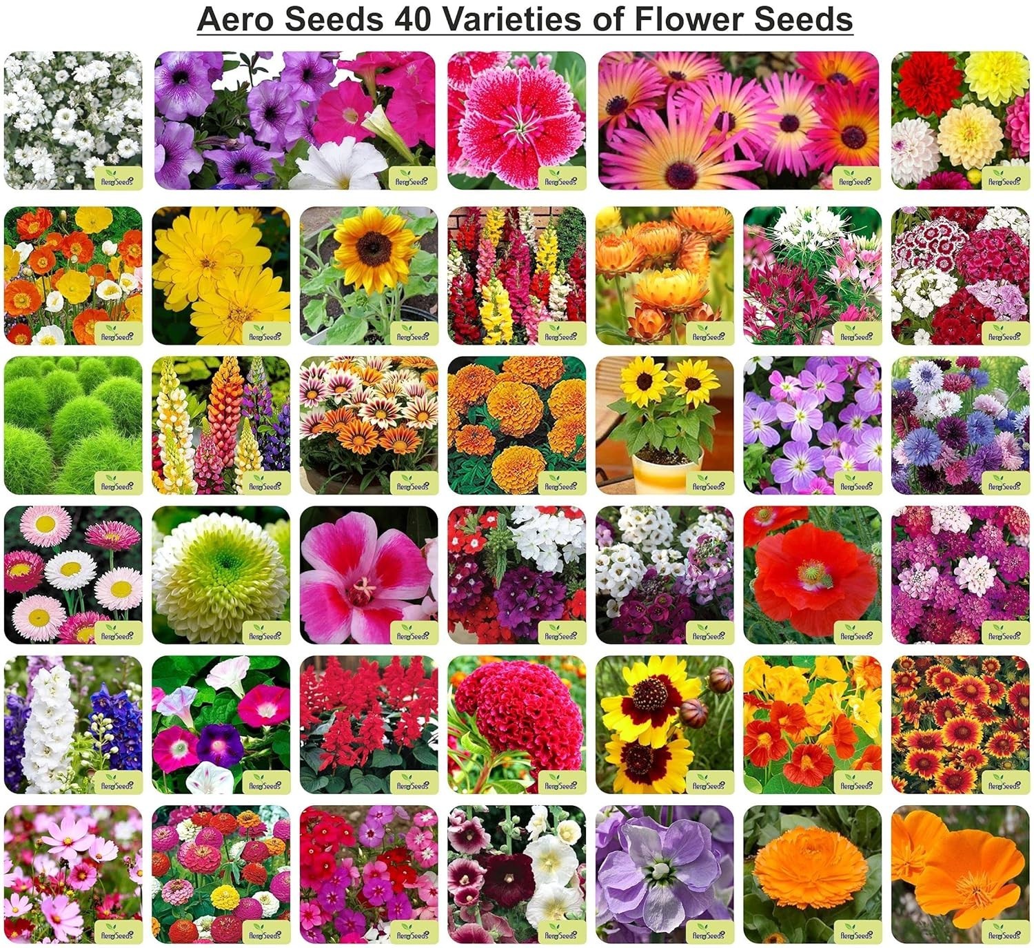 Aero Seeds 40 Varieties Flower Seeds Combo Pack Mixed Garden Seeds
