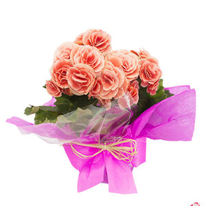 Atelier das Flores - Begônias