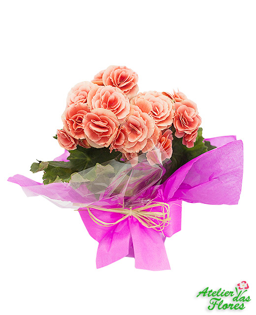Atelier das Flores - Begônias