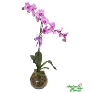 Atelier das Flores - Orquídea Phalaenopsis