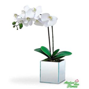 Atelier das Flores - Orquídea Phalaenopsis Branca