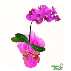 Atelier das Flores - Orquídea Phalaenopsis Lilás