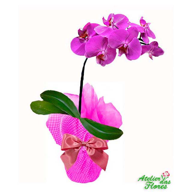 Atelier das Flores - Orquídea Phalaenopsis Lilás