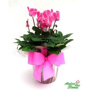 Atelier das Flores - Vaso de Ciclame