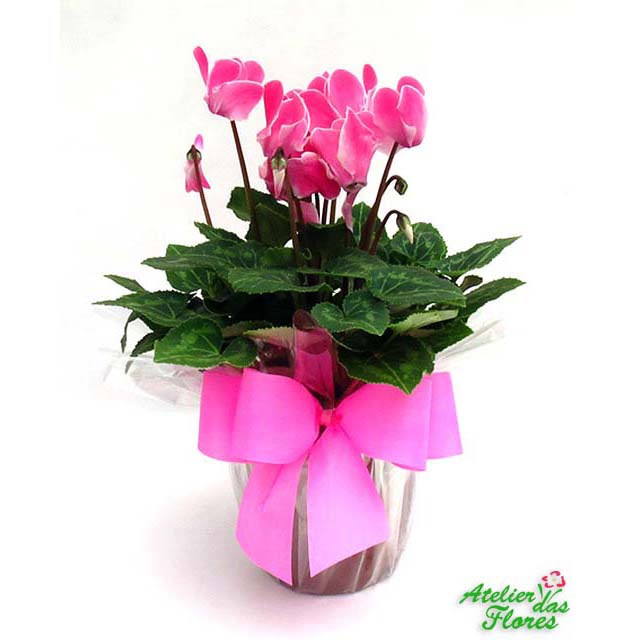 Atelier das Flores - Vaso de Ciclame