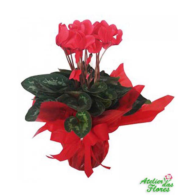 Atelier das Flores - Vaso de Ciclame Vermelho