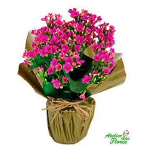 Atelier das Flores - Vaso de Kalanchoê