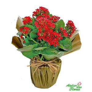Atelier das Flores - Vaso de Kalanchoê Vermelho