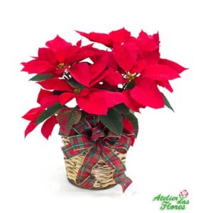 Atelier das Flores - Vaso de Poinsétia