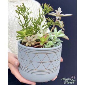 Atelier das Flores - Vaso de Suculentas